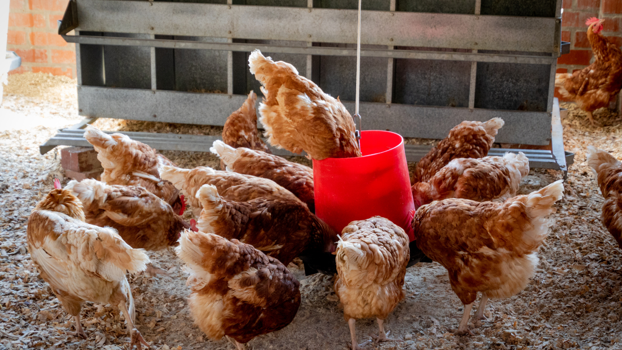 【初心者必見】ニワトリを飼育する上で大事な環境とは?メス鶏もうるさい? | れもん